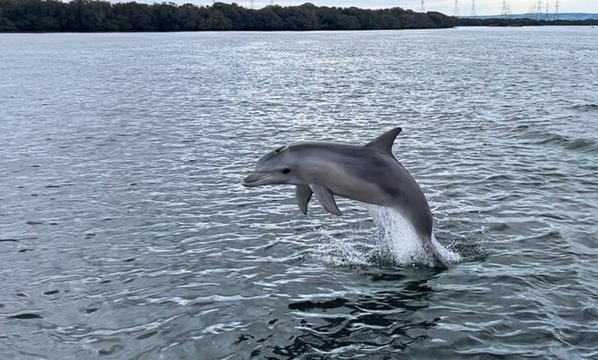 Image 3: 90 Minute Port River Dolphin & Ships Graveyard Cruise