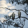 Image 3: Noosa Queen Sunset Cruise River