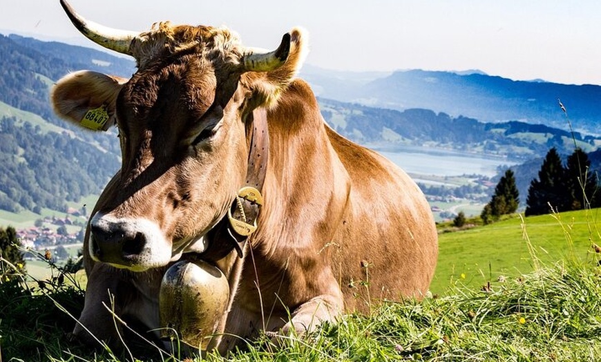 Image 4: Schloss Neuschwanstein Premium Kleingruppenzugtour