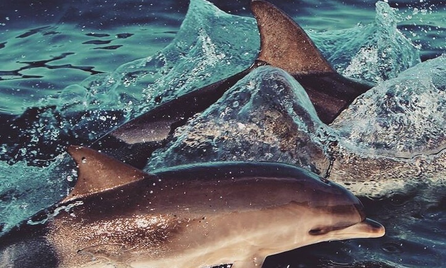 Image 10: Tour Avistamiento Ballenas y Delfines en Barco de grupo reducido