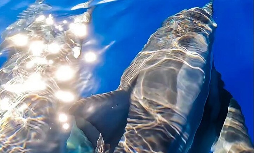 Image 14: Maui Eco-Raft Tour: Hawaiian Cultural Whale Tour (*New)