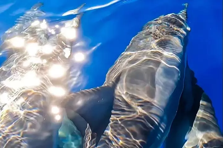 Eco-Raft Tour: Intro to Hawaiian History & Whale or Dolphin Watch