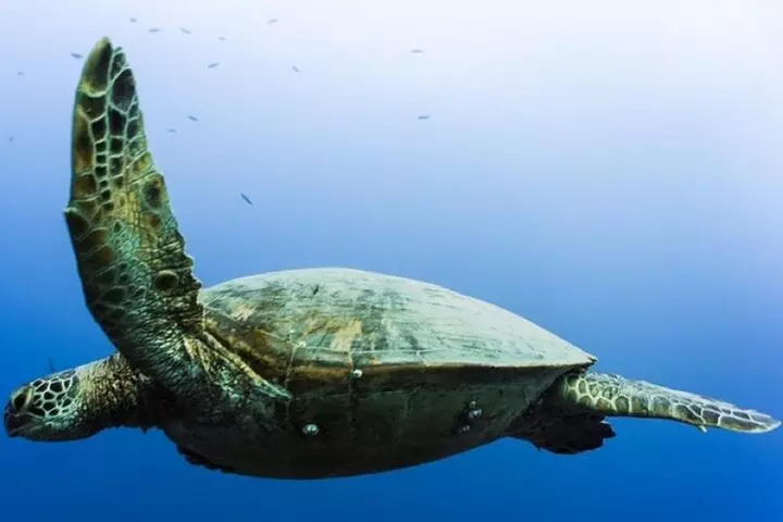 Certified Divers: Best 2-Tank Wrecks & Reef Boat Dive All Inclusive...