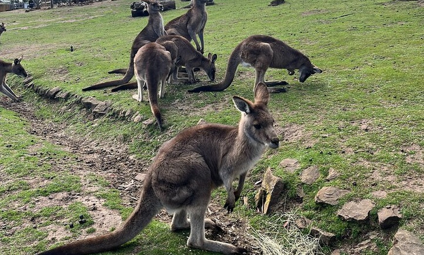 Image 5: Tasmanian Wildlife and Mountain Shore Excursion