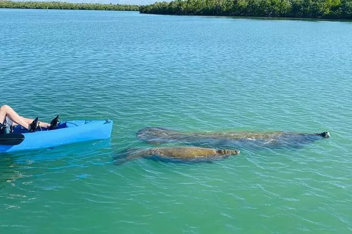 Exclusive Relax & Explore Pedal Kayak Tour Marco Island & Naples