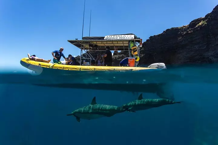 Lanai Deluxe Dolphin Adventure & 3 Snorkel Sites