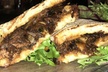 $25 for $50 Worth of Italian Dining (Also Valid On Take-Out W/Min. Purchase of $75) - Second Medium