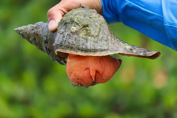 Exclusive Relax & Explore Pedal Kayak Tour Marco Island & Naples