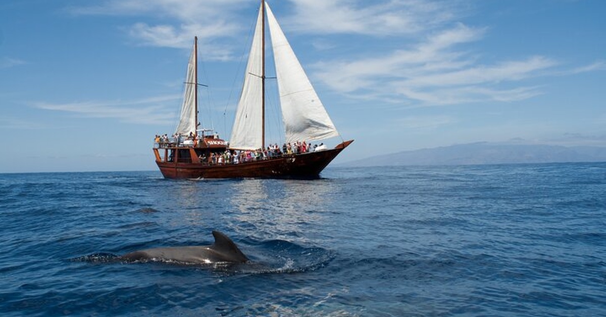 Safari de avistamiento de ballenas a Los Gigantes en Tenerife