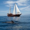 Image 1: Safari de ballenas hasta Los Gigantes con recogida desde Norte