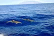 3 Hour Turtle Town Snorkel and Whale Watch Tour in Kihei - Second Medium