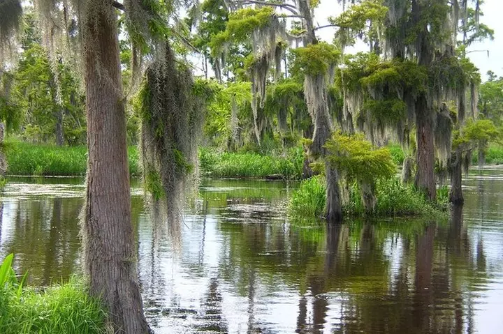 Airboat Swamp and Destrehan Plantation Tour from New Orleans