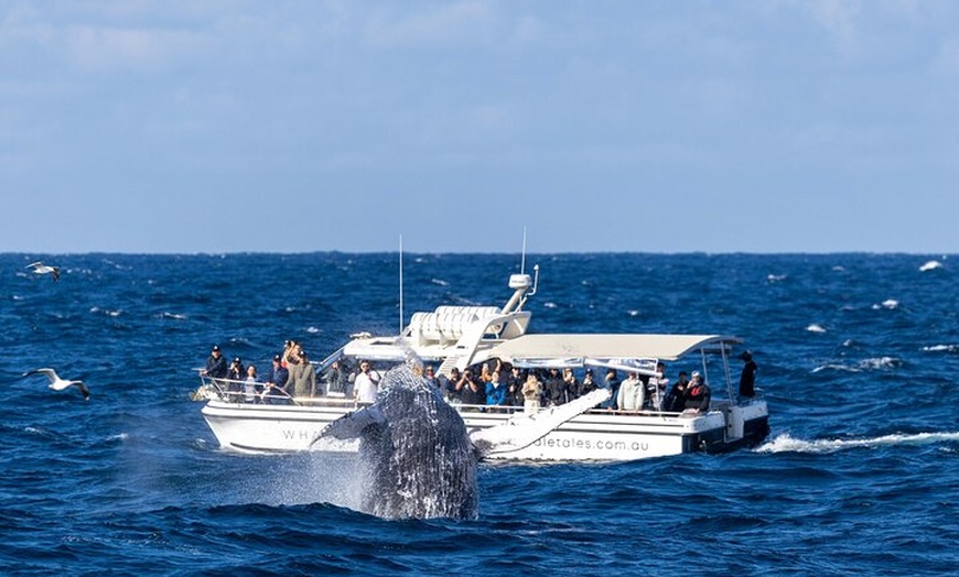 Image 4: Private Luxury Intimate Whale Watching