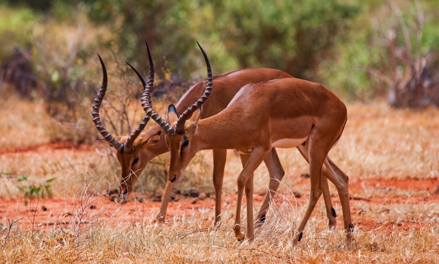 Image 16: ✈ KENYA | Diani Beach - Combined trip with safari: Four-star Pinewo...