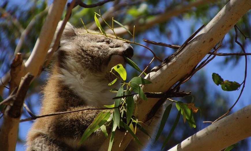 Image 40: Kangaroo Island 2-Day Wildlife Adventure Small Group tour