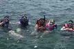 Swim with Dolphins And Snorkeling Group Tour - Second Medium