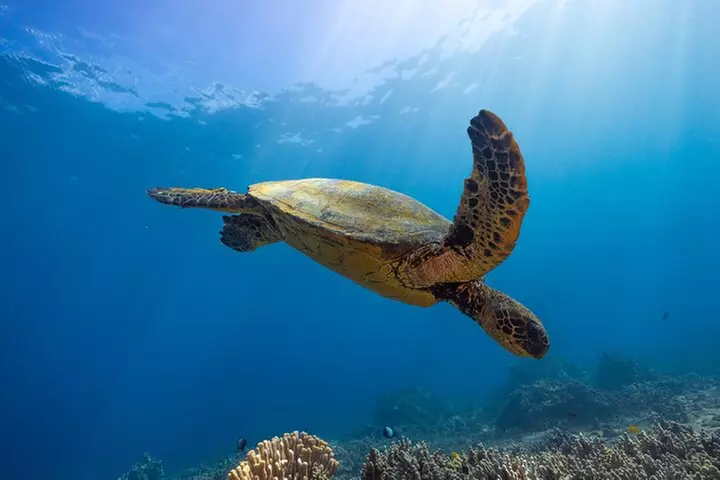 Two Site Snorkel Adventure featuring the Molokini Crater K2 - Second Medium