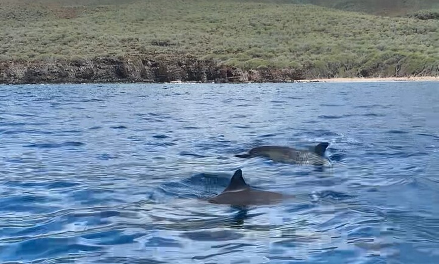 Image 39: Maui to Lanai Semi-Private Eco Raft Snorkel and/or Dolphin Tour