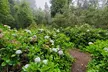 Private Redwood Forest Hiking Tour - Second Medium