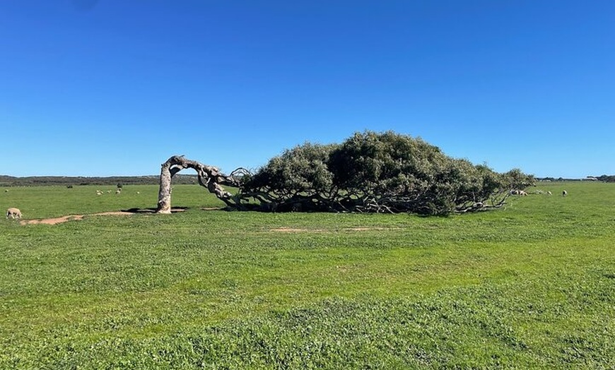 Image 5: WA Pink Lake and Scenic 3 Day Chinese Tour with Drone Photo