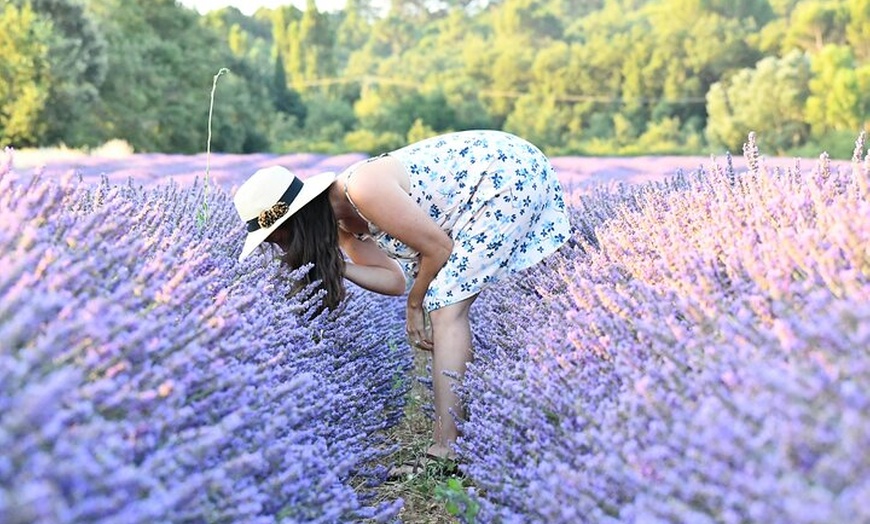 Image 4: Aix en Provence : Champs de Lavande & Usine L'Occitane