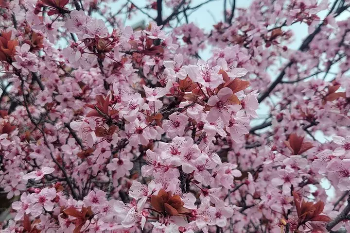 Sedona Vortex Odyssey - A Spiritual & Scientific Adventure