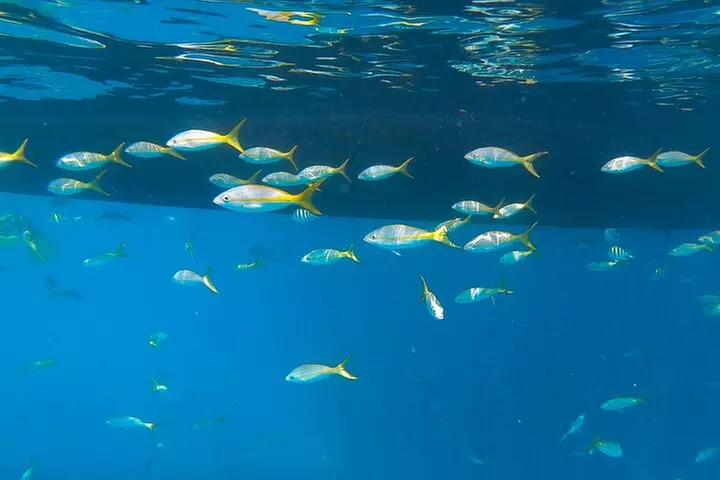 Key West Afternoon Snorkel Sail with Unlimited Cocktails!