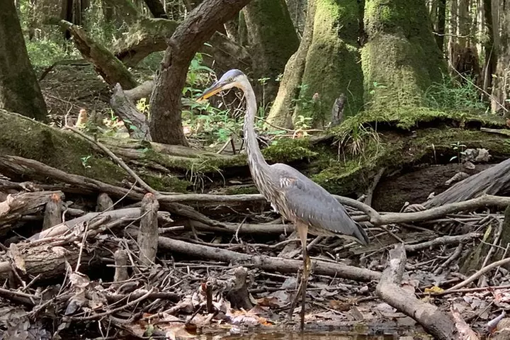 Guided Congaree National Park Kayak Tour