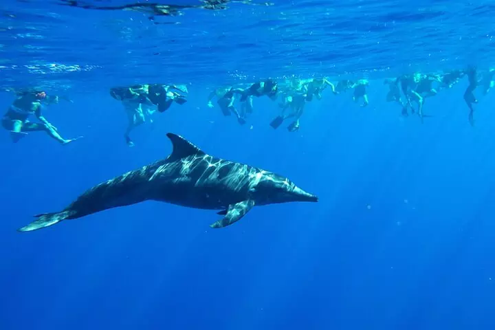Swim with Dolphins Catamaran with Waterslide & Lunch on Oahu - Primary Image