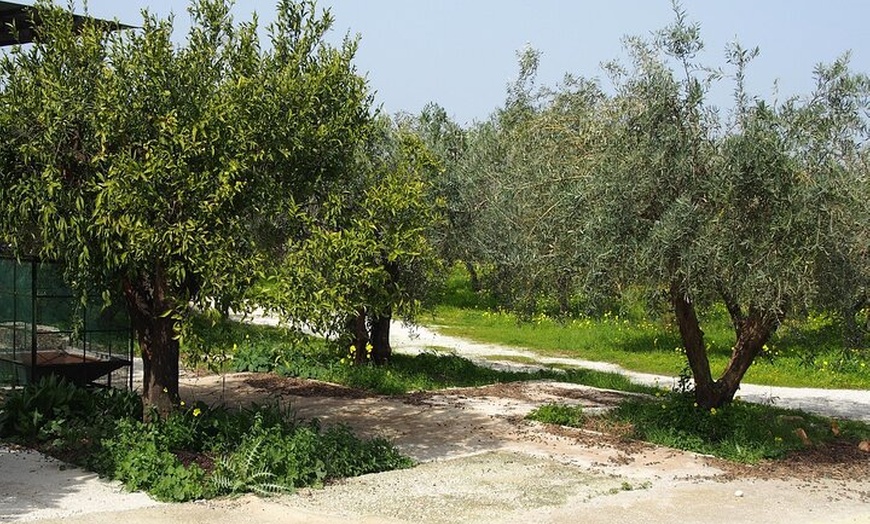 Image 4: Excursión de un día a Molino de Aceite y Mercado Agroalimentario de...