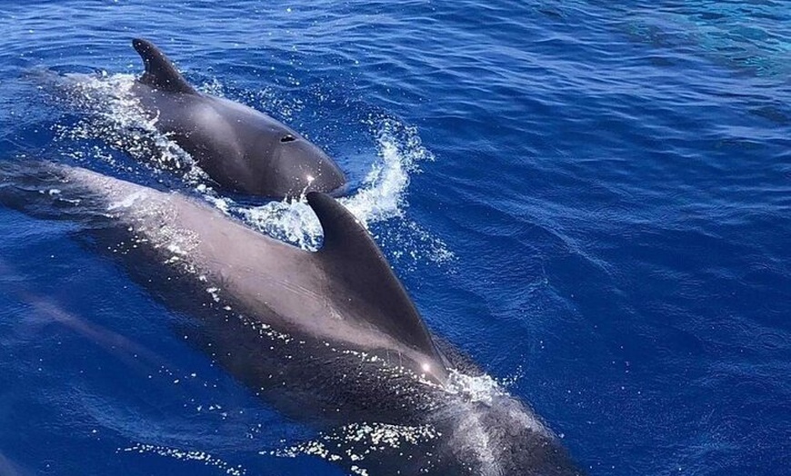 Image 9: Excursión en yate de observación de ballenas y delfines en Puerto C...