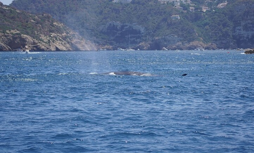 Image 5: Tour en grupo pequeño con delfines al atardecer en velero eléctrico...