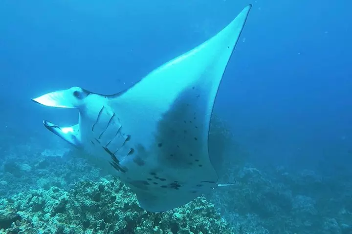 Manta Ray Night Snorkel at Kona, Big Island