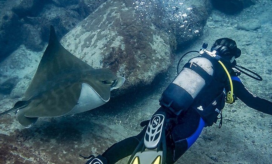 Image 6: Descubre la aventura del buceo en Tenerife