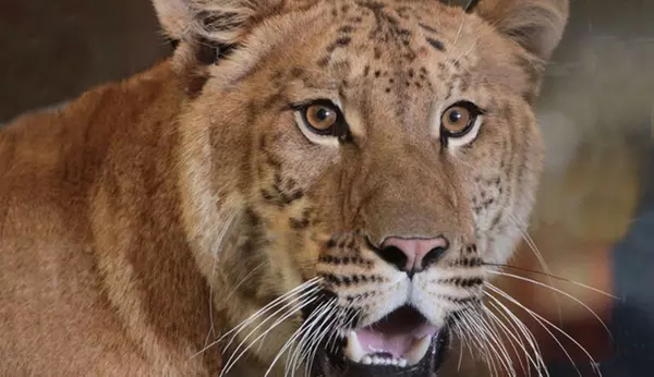 Big Cat Habitat Conservation Education Center From $25