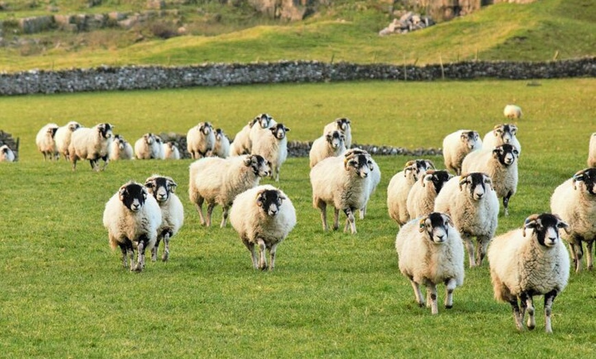 Image 8: All Creatures Great and Small Tour from York