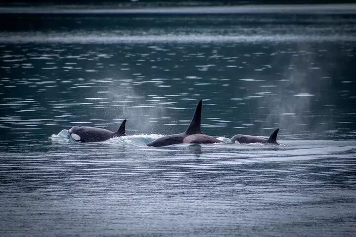 Prince William Sound 26 Glacier Cruise, Self-Drive