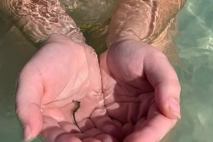 2.5 Hour Shell Key Island Adventure Including Dolphins And Shells