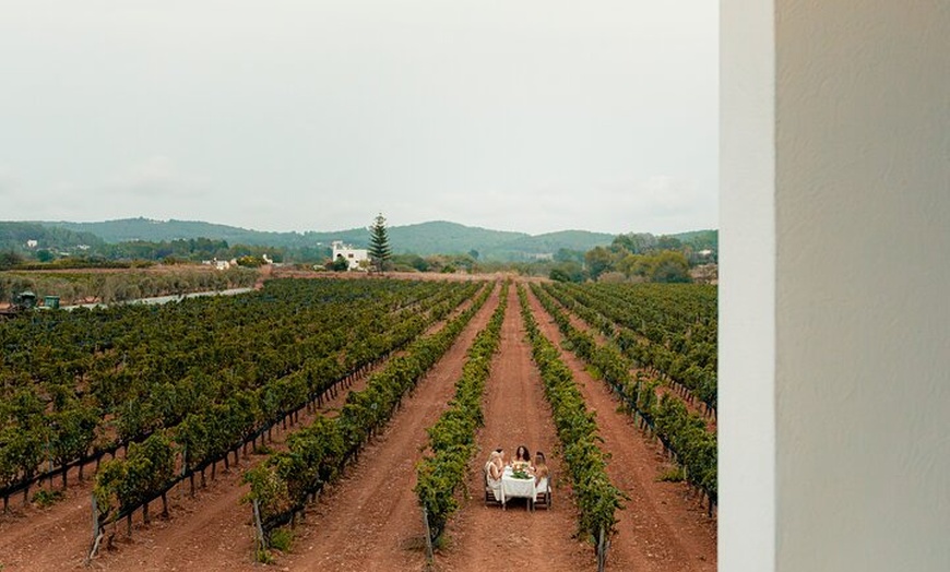 Image 7: Ibiza : Cata privada de vinos y aceites de oliva y Tapas y transporte