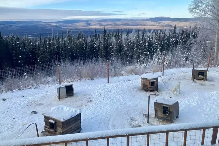 Sluice Box Kennel Alaskan Homestead & Husky Life Experience