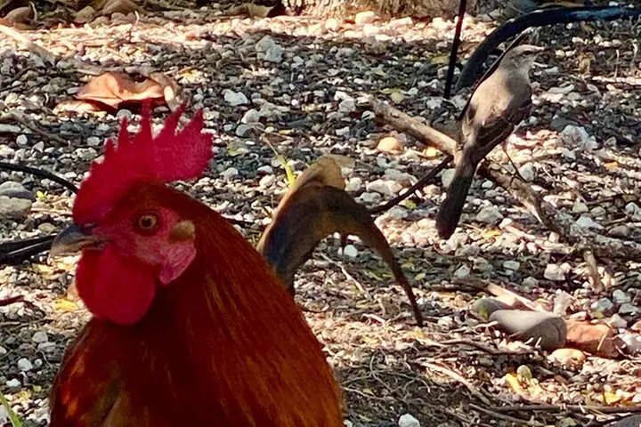 Ft. Lauderdale to Key West Day Trip Quality Day Tours