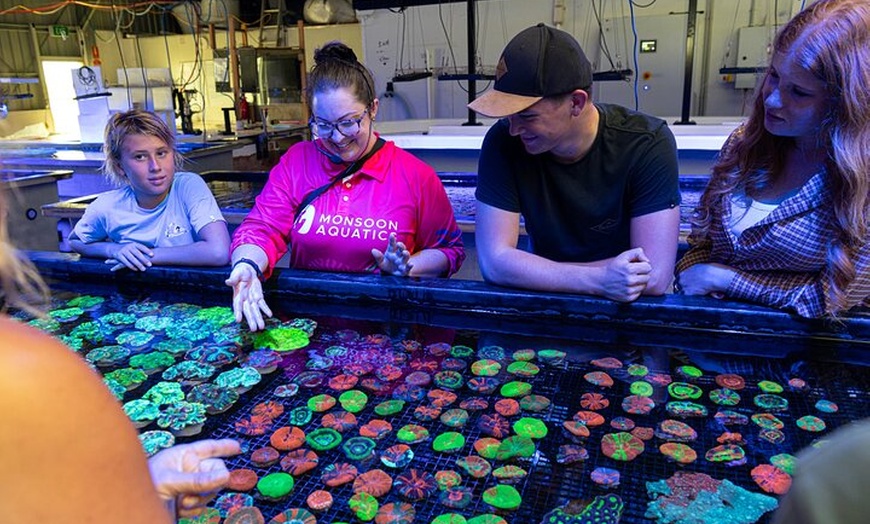 Image 2: One Hour Coral Farm Tour, Discover Australia's Marine Life
