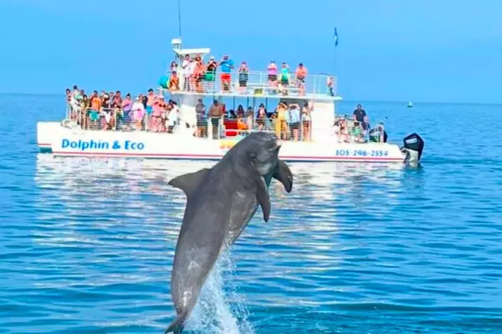 Key West Dolphin and Snorkel Experience - Primary Image