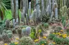Phoenix Landmarks Tour Desert Botanical Garden