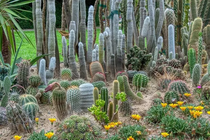 Phoenix Landmarks Tour Desert Botanical Garden - Primary Image