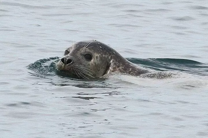 Private Small Group Wildlife Eco Tour in Kennebunkport - Second Medium