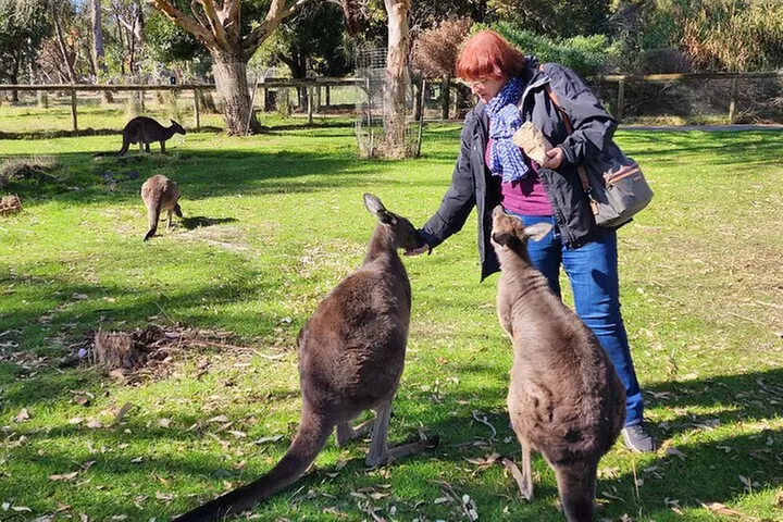 Adelaide Hills Premium Full Day Shore Tour Cruise Port Pick-up - Primary Image