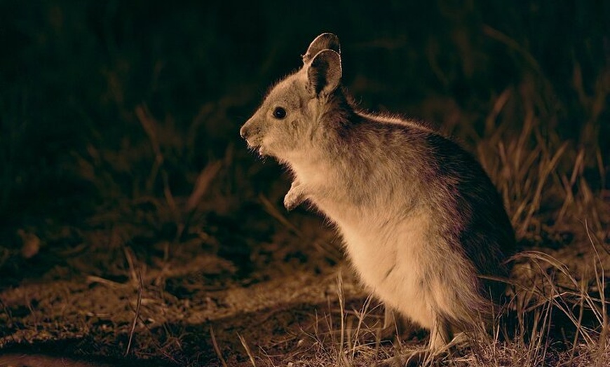 Image 1: Australian Animal Night Safari