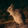 Image 1: Australian Animal Night Safari