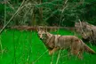 Golden Gate Park Twilight Wildlife Walking Tour - Second Medium